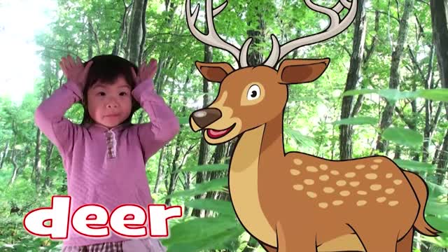 Learn Forest Animals