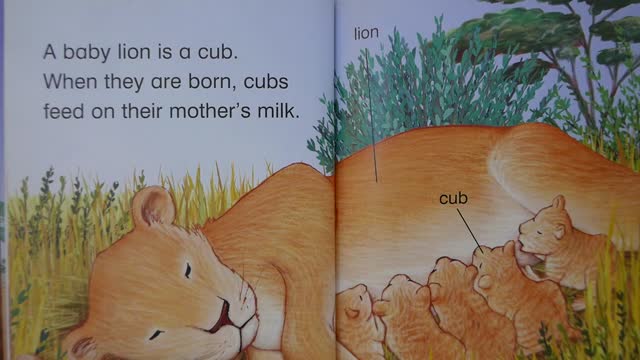 Baby Animals- Level 1 Read it Yourself